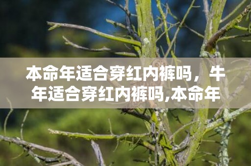 本命年适合穿红内裤吗，牛年适合穿红内裤吗,本命年你了解多少
