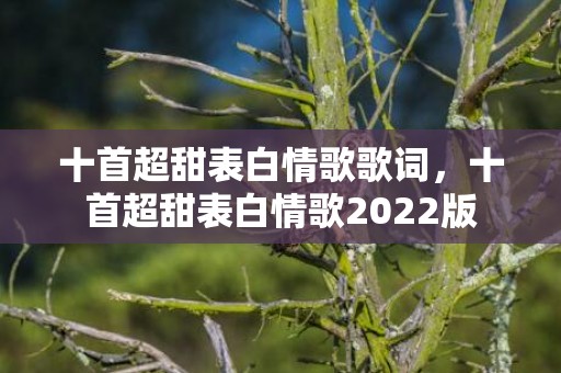 十首超甜表白情歌歌词，十首超甜表白情歌2022版