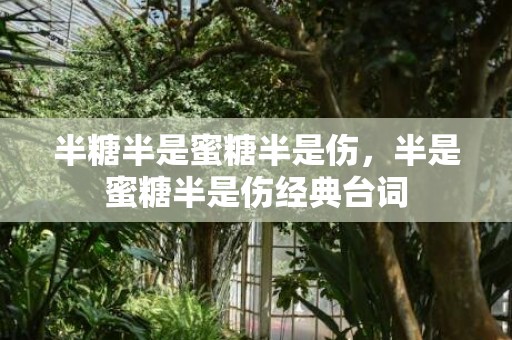 半糖半是蜜糖半是伤，半是蜜糖半是伤经典台词