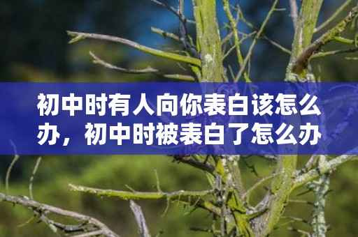 初中时有人向你表白该怎么办，初中时被表白了怎么办