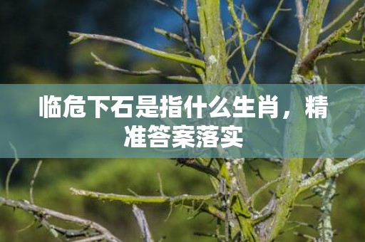 临危下石是指什么生肖，精准答案落实
