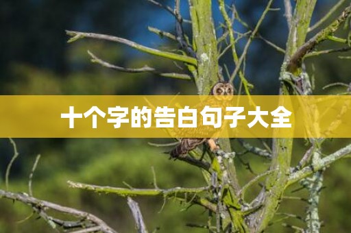十个字的告白句子大全