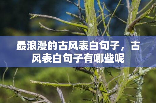 最浪漫的古风表白句子，古风表白句子有哪些呢