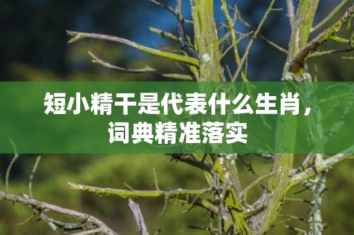 短小精干是代表什么生肖，词典精准落实