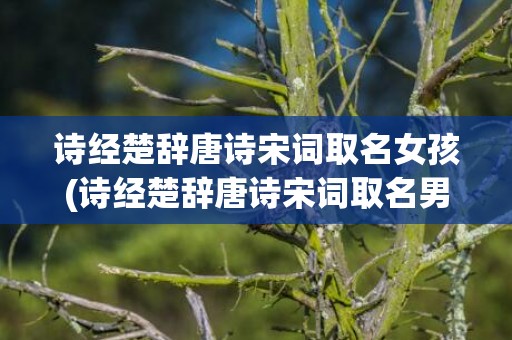 诗经楚辞唐诗宋词取名女孩(诗经楚辞唐诗宋词取名男孩)