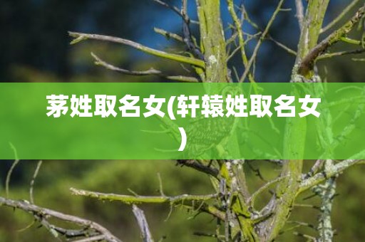 茅姓取名女(轩辕姓取名女)