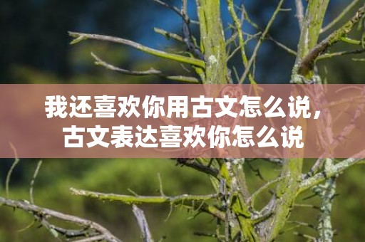 我还喜欢你用古文怎么说，古文表达喜欢你怎么说