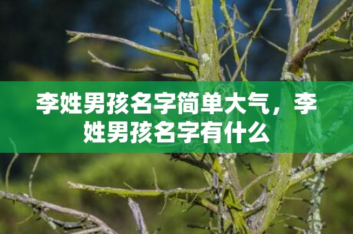 李姓男孩名字简单大气，李姓男孩名字有什么