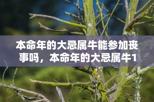本命年的大忌属牛能参加丧事吗，本命年的大忌属牛1961 属牛人运势什么时候转好