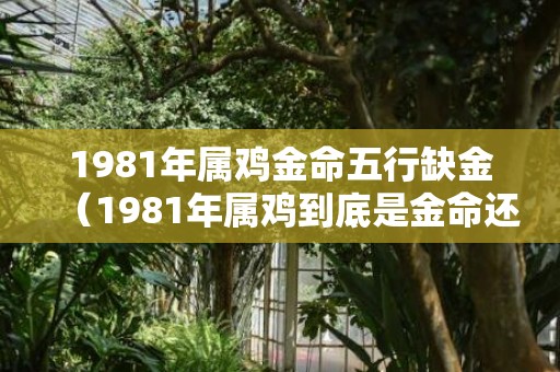 1981年属鸡金命五行缺金（1981年属鸡到底是金命还是木命1981年属鸡的是什么命金木...）