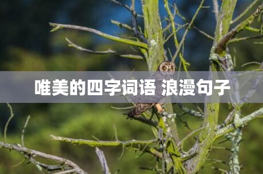 唯美的四字词语 浪漫句子