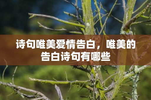诗句唯美爱情告白，唯美的告白诗句有哪些