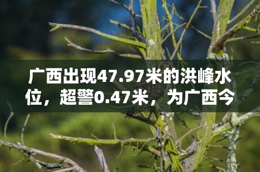 广西出现47.97米的洪峰水位，超警0.47米，为广西今年首场超警洪水