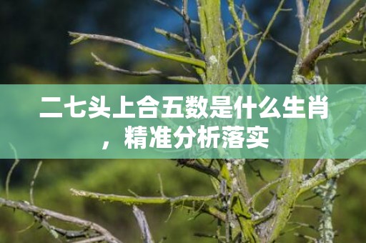 二七头上合五数是什么生肖，精准分析落实