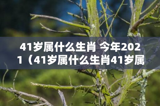 41岁属什么生肖 今年2021（41岁属什么生肖41岁属什么生肖今年多大）