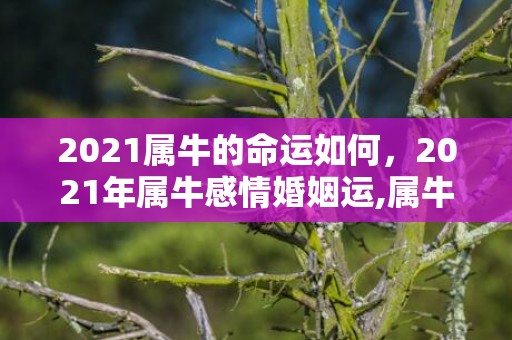 2021属牛的命运如何，2021年属牛感情婚姻运,属牛结婚好不好