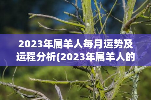 2023年属羊人每月运势及运程分析(2023年属羊人的全年运势1979年出生)