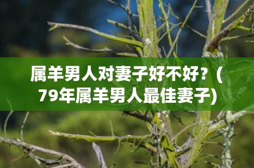 属羊男人对妻子好不好？(79年属羊男人最佳妻子)
