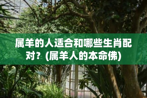 属羊的人适合和哪些生肖配对？(属羊人的本命佛)