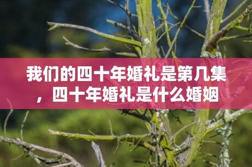 我们的四十年婚礼是第几集，四十年婚礼是什么婚姻