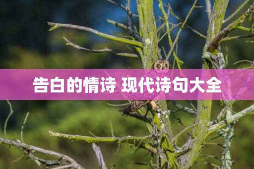 告白的情诗 现代诗句大全