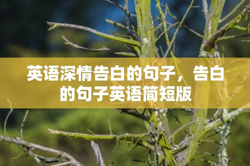 英语深情告白的句子，告白的句子英语简短版