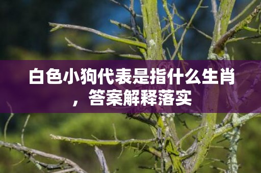 白色小狗代表是指什么生肖，答案解释落实