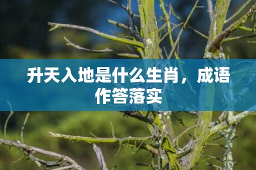 升天入地是什么生肖，成语作答落实