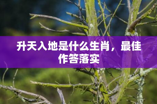 升天入地是什么生肖，最佳作答落实