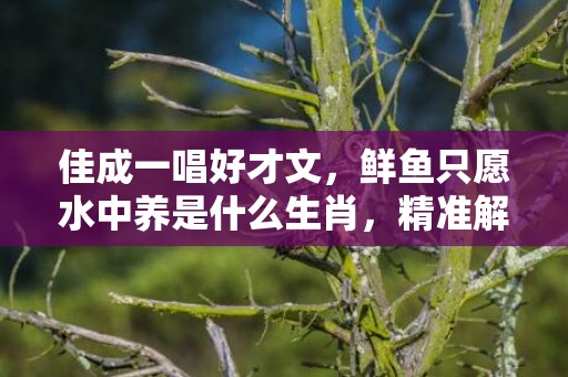 佳成一唱好才文，鲜鱼只愿水中养是什么生肖，精准解答落实