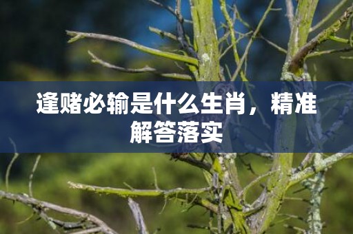 逢赌必输是什么生肖，精准解答落实