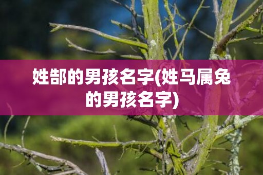 姓郜的男孩名字(姓马属兔的男孩名字)