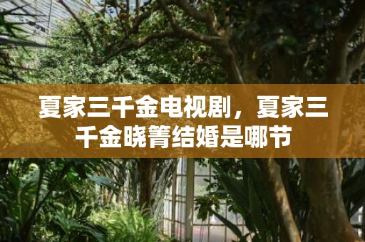 夏家三千金电视剧，夏家三千金晓箐结婚是哪节