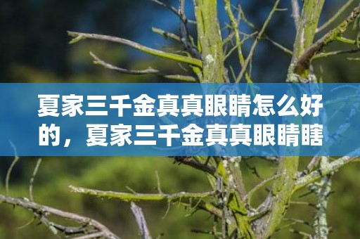 夏家三千金真真眼睛怎么好的，夏家三千金真真眼睛瞎了