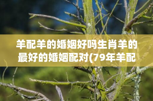 羊配羊的婚姻好吗生肖羊的最好的婚姻配对(79年羊配羊的婚姻好不好)
