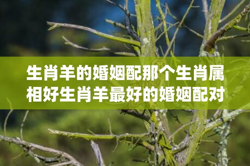生肖羊的婚姻配那个生肖属相好生肖羊最好的婚姻配对(生肖羊配虎的婚姻怎样)