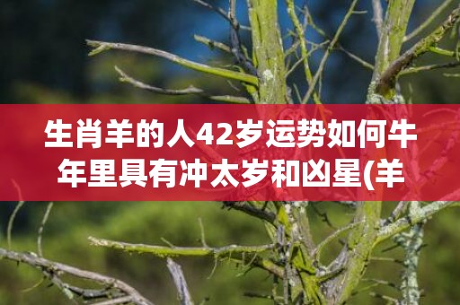 生肖羊的人42岁运势如何牛年里具有冲太岁和凶星(羊生肖的年份多少岁)