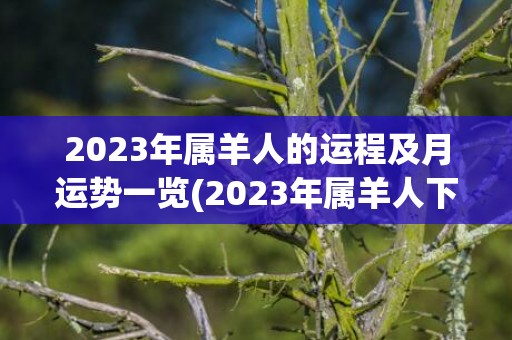 2023年属羊人的运程及月运势一览(2023年属羊人下半年运势)