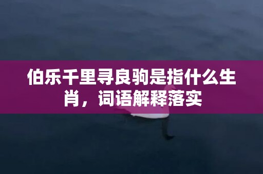 伯乐千里寻良驹是指什么生肖，词语解释落实