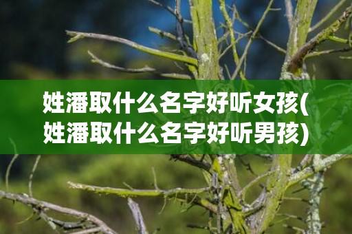 姓潘取什么名字好听女孩(姓潘取什么名字好听男孩)