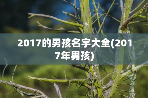 2017的男孩名字大全(2017年男孩)