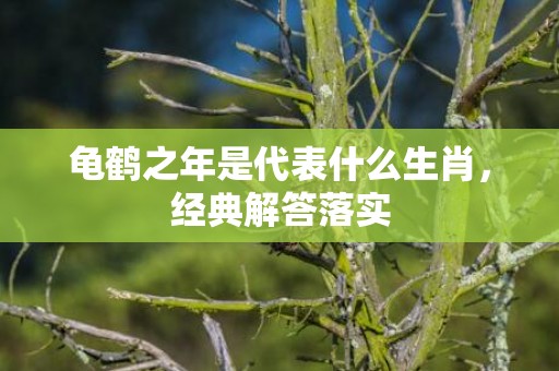 龟鹤之年是代表什么生肖，经典解答落实