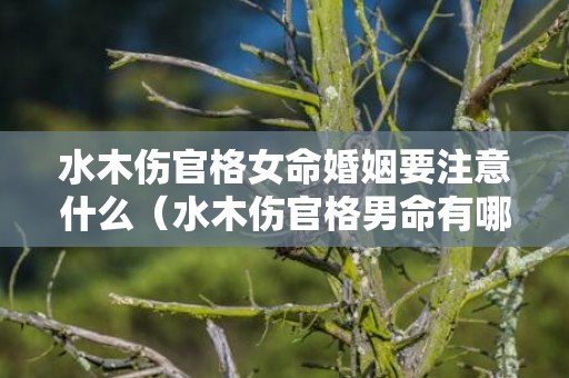 水木伤官格女命婚姻要注意什么（水木伤官格男命有哪些特殊之处木火伤官男命）