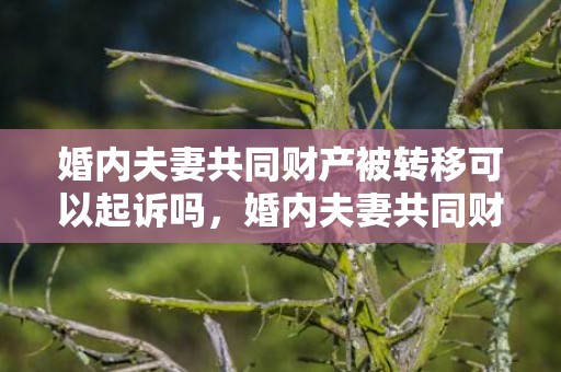 婚内夫妻共同财产被转移可以起诉吗，婚内夫妻共同财产分割纠纷