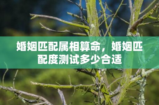 婚姻匹配属相算命，婚姻匹配度测试多少合适