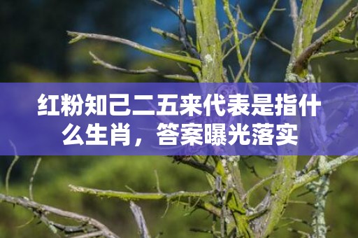 红粉知己二五来代表是指什么生肖，答案曝光落实