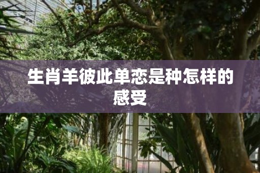 生肖羊彼此单恋是种怎样的感受