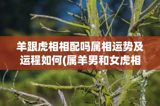 羊跟虎相相配吗属相运势及运程如何(属羊男和女虎相配吗)