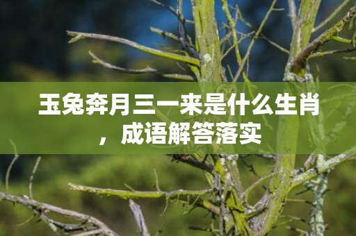 玉兔奔月三一来是什么生肖，成语解答落实