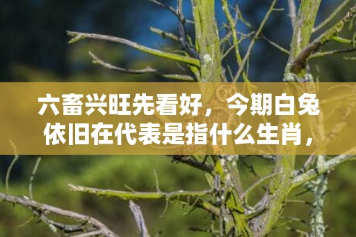 六畜兴旺先看好，今期白兔依旧在代表是指什么生肖，经典解答落实